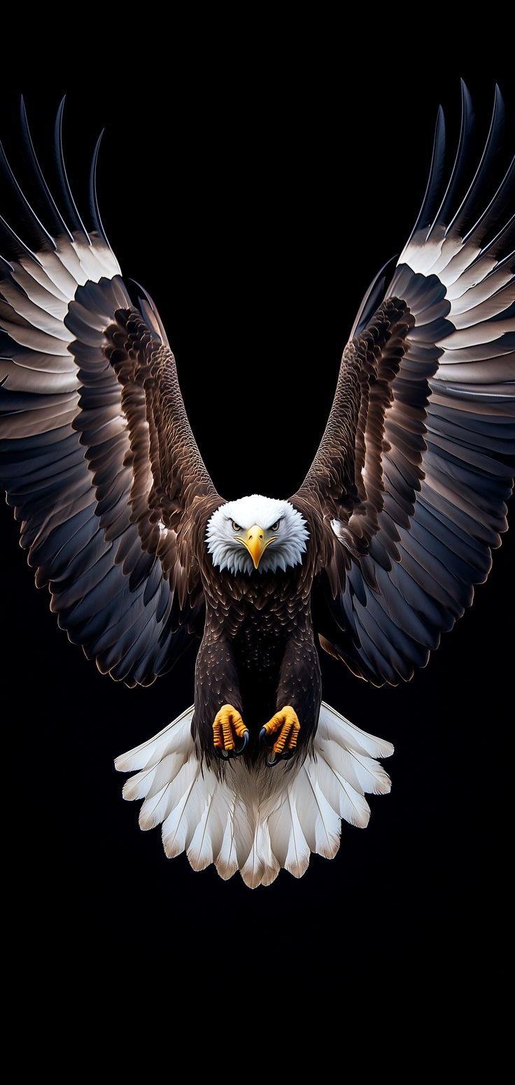 Majestic Bald Eagle in Flight